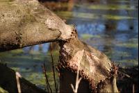 Schaden_durch_Biber2