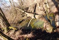 Schaden_durch_Biber1