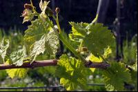Weinrebe4