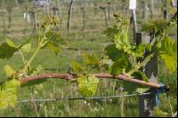 Weinrebe3