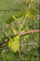 Weinrebe2