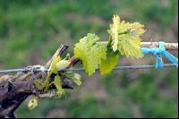 Weinrebe1