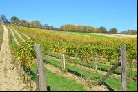 Weingarten_Herbstlaub2