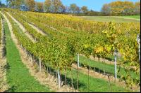 Weingarten_Herbstlaub1