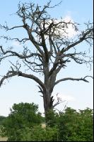 abgestorbener Baum