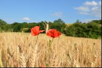 Klatschmohn_Getreidefeld4