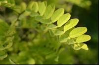 Naturdetails
