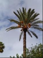 Palme