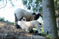 Schafherde3