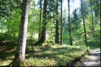Wald6