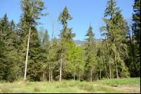 Wald5