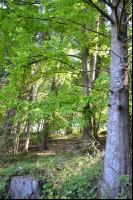 Wald4