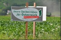 Zuckerrübenproduktion