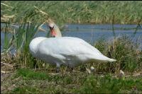 Schwan