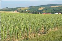 Hagelschaden Maisfeld