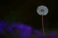 Löwenzahn Detailaufnahme