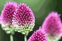 Detail Gartenblumen