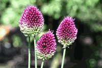Detail Gartenblumen