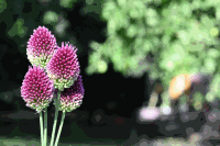 Detail Gartenblumen