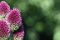 Detail Gartenblumen