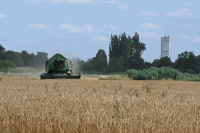 Gerstendrusch