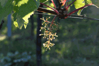 abgeerntete Weintraube