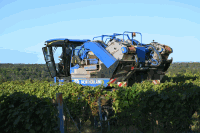 Traubenvollernter