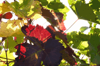 Herbststimmung im Weingarten
