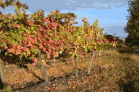Herbststimmung im Weingarten