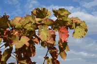 Herbststimmung im Weingarten