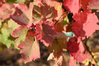 Herbststimmung im Weingarten