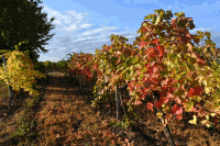 Herbststimmung im Weingarten