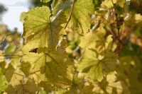 Herbststimmung im Weingarten