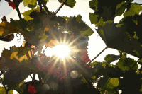 Herbststimmung im Weingarten
