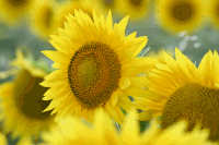 Sonnenblumen