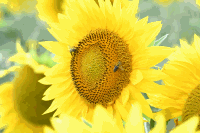 Sonnenblumen