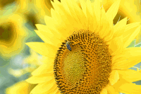 Sonnenblumen