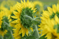 Sonnenblumen