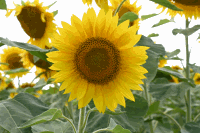 Sonnenblumen