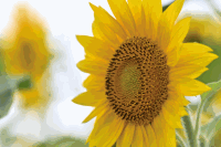 Sonnenblumen