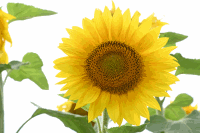 Sonnenblumen