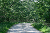 Waldweg