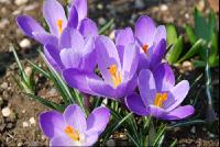 Krokusse