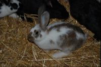 Hasen