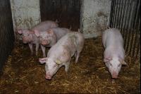 Schweine2