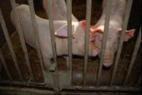 Schweine1