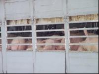 Schweinetransport 001
