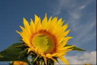 Sonnenblumenfeld1