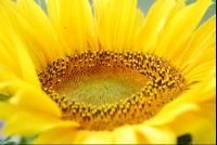 Detail_Sonnenblume1