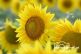 Sonnenblumen